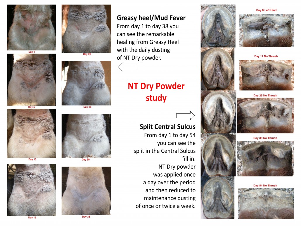 NT Dry powder study